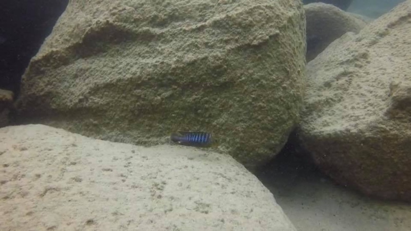 Tropheops sp. 'membe' Masimbwe Island